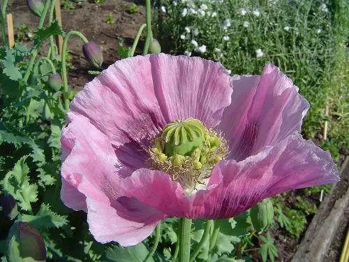 opium flowers