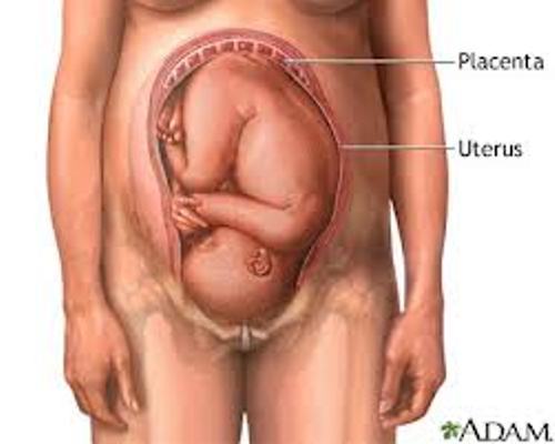 Eating Placenta Pic