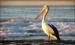 10 Interesting Pelican Facts