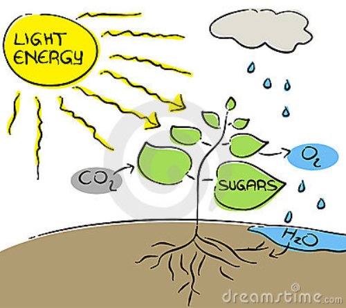 Photosynthesis Facts
