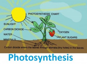 3 FUN FACTS ABOUT PHOTOSYNTHESIS visual data 5