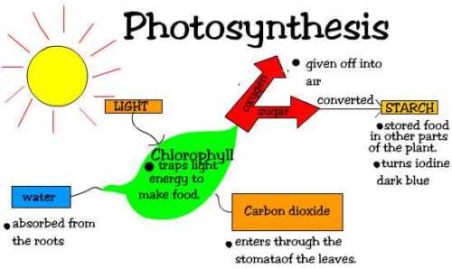 10 Interesting Photosynthesis Facts - My Interesting Facts