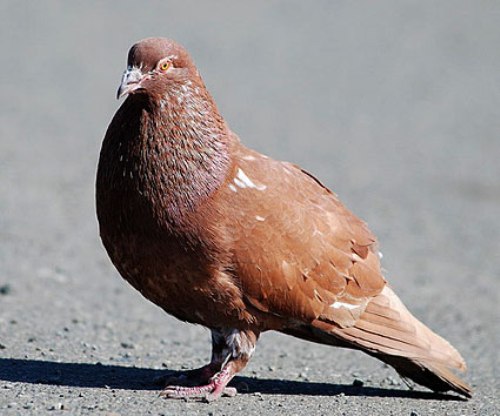 Pigeon brown