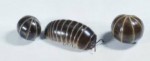 10 Interesting Pill Bug Facts