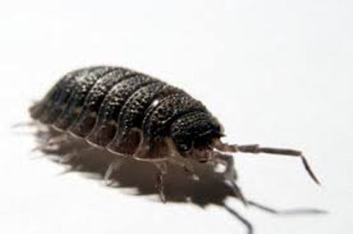 Pill Bug Facts