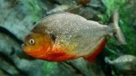 10 Interesting Piranha Facts