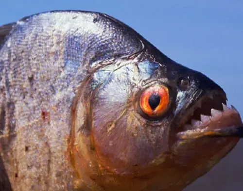 10 Interesting Piranha  Facts My Interesting Facts