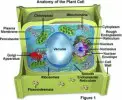 10 Interesting Plant Cell Facts