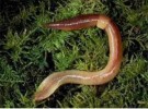 10 Interesting Annelid Facts