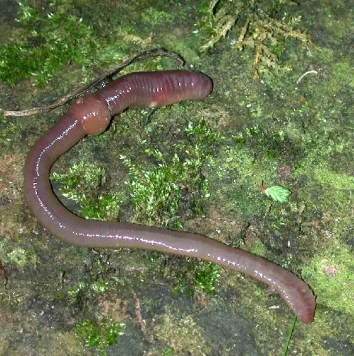 Annelid Pic