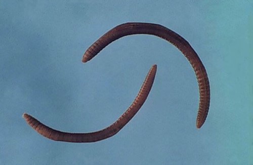 Annelid Pictures