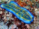 10 Interesting Platyhelminthes Facts