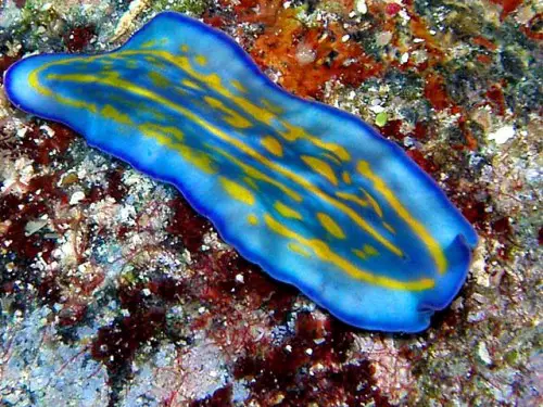 Platyhelminthes Blue