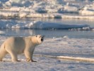 10 Interesting Polar Region Facts