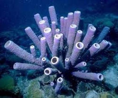 Porifera Facts
