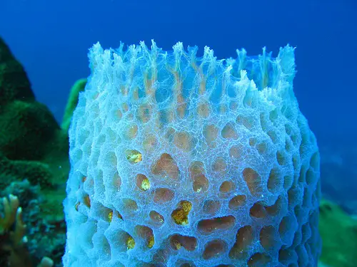 Porifera Pictures