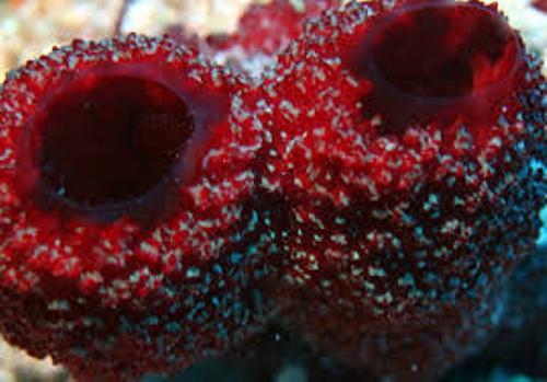 Porifera Red