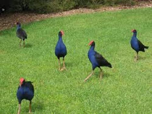 Facts about Pukeko
