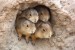 10 Interesting Prairie Dog Facts