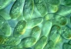 10 Interesting Protist Facts