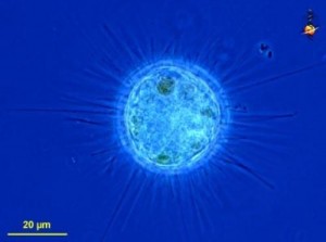 10 Interesting Protist Facts | My Interesting Facts