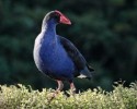 10 Interesting Pukeko Facts