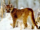 10 Interesting Puma Facts