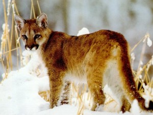 what to do if you see a puma