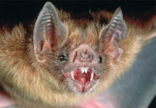 Rabies Bats
