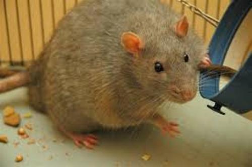 Rat Image