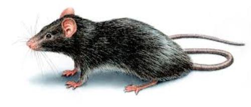 Rat Pic