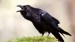 10 Interesting Raven Facts