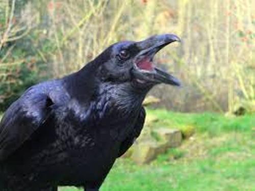 Raven Facts