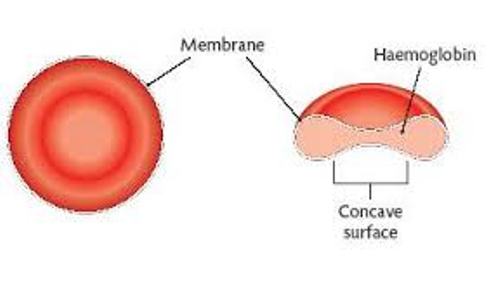 Red Blood Cell Inside