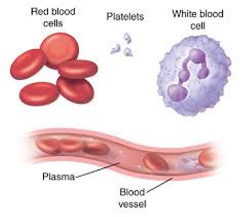 Red Blood Cell Parts