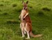 10 Interesting Red Kangaroo Facts