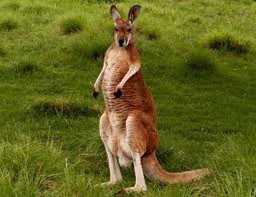 Red Kangaroo Facts
