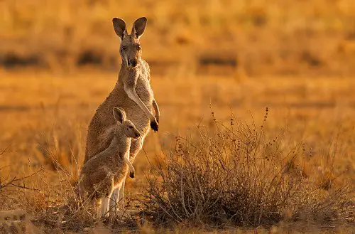 Red Kangaroo Pictures