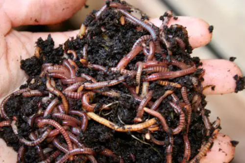 download buy red wigglers near me download buy red wigglers near me