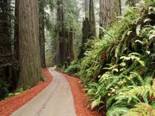 Redwood National Park Facts