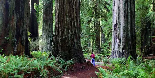 Redwood National Park Pic