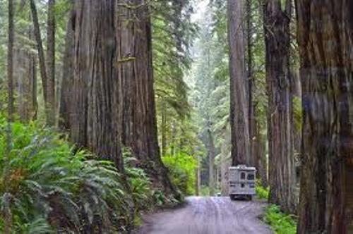 Redwood National Park Visitors