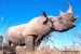 10 Interesting Black Rhinos Facts