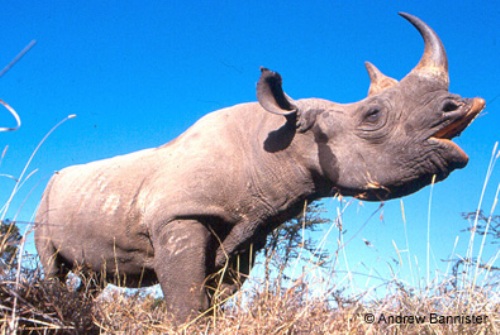 Black Rhino Horn