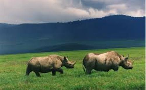 10 Interesting Black Rhinos Facts | My Interesting Facts