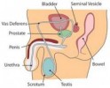 10 Interesting Male Reproductive System Facts
