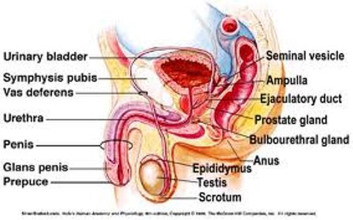 Male Reproductive System Pic
