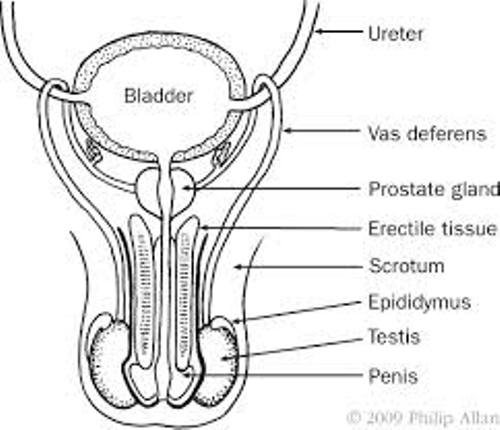Male Reproductive System and Parts