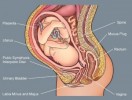 10 Interesting Reproductive System Facts