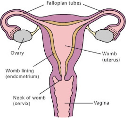 Reproductive System Image